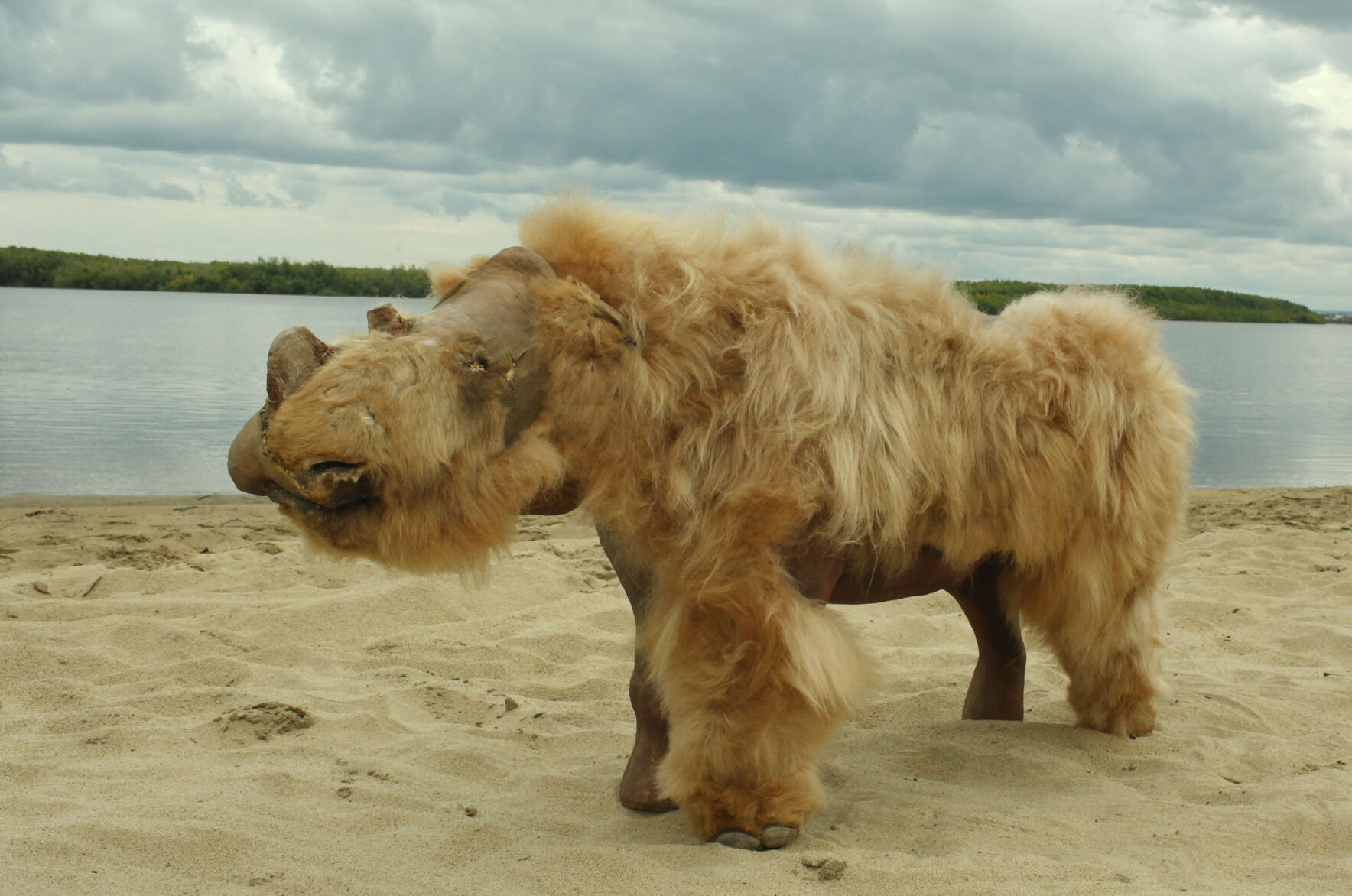 A 14,000-year-old puppy, whose perfectly preserved body was found in Russia, munched on a woolly rhino for its last meal